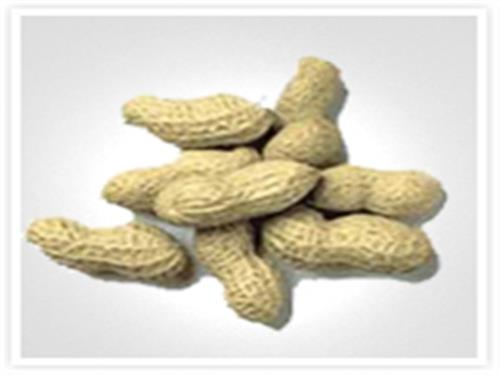Groundnut Kernels (Tj Java)